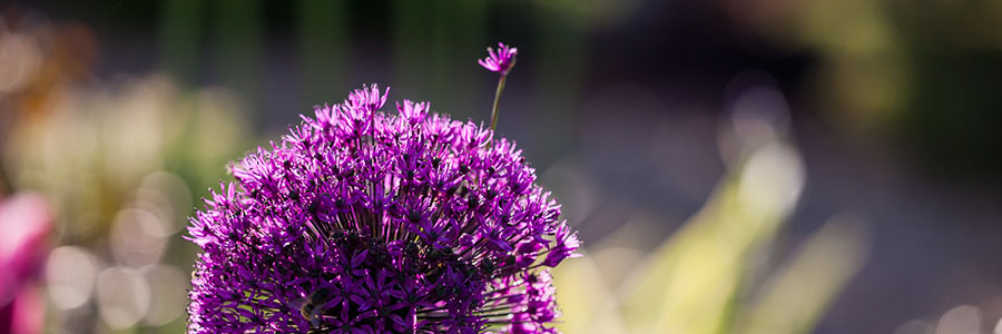 Allium hollandicum 'Purple Sensation'